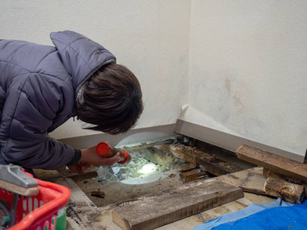  Timberlane, IL Mold Removal Pros